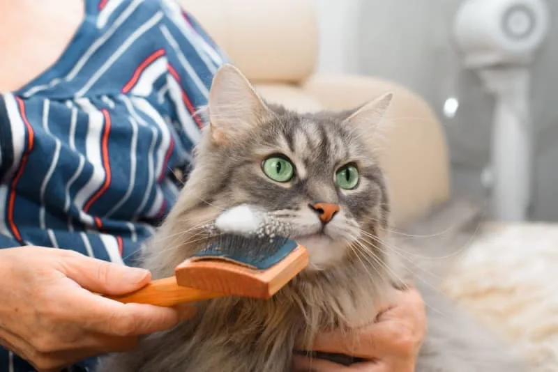 How to Groom Your Senior Cat: What You Need to Know