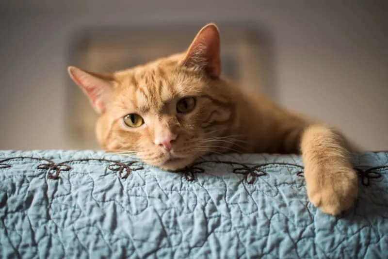 Rabies Symptoms in Cats