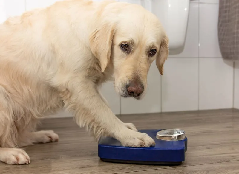 Is My Dog Overweight?