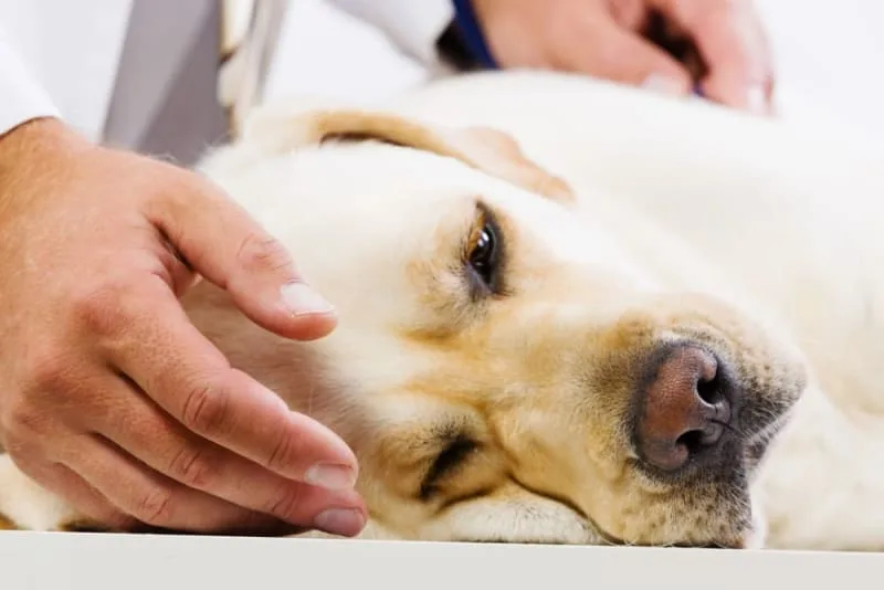 Can a Vaccinated Dog Get Rabies?