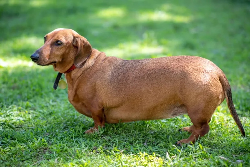 Overweight Dogs: Signs, Symptoms, & What to Do