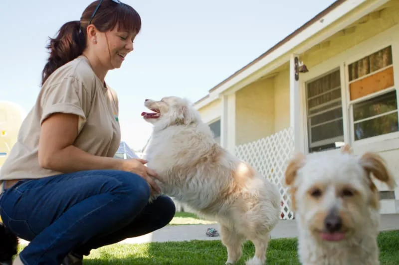 What To Look For When Boarding Your Dog