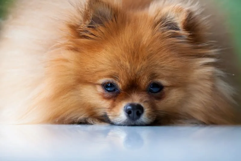 Is my dog depressed? Here's how you can tell.