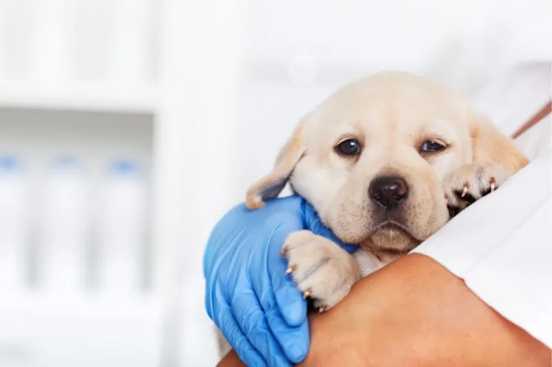 How often should I take my dog to the vet?