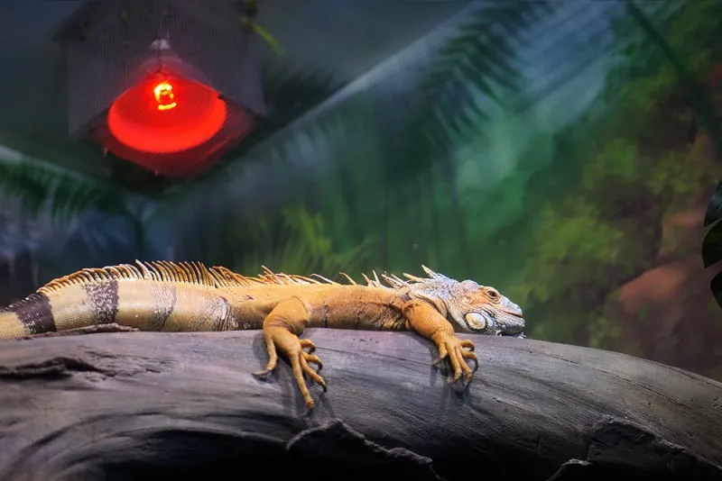 What's involved in caring for a pet iguana?