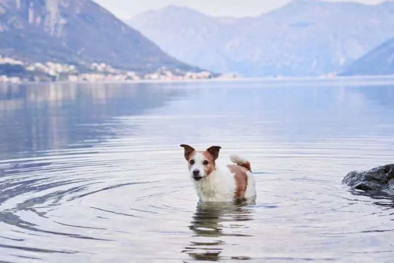 Fever in Dogs: Causes & Symptoms