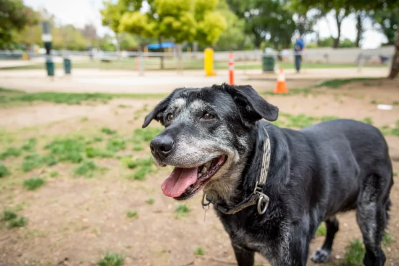 When Is a Dog Considered a Senior