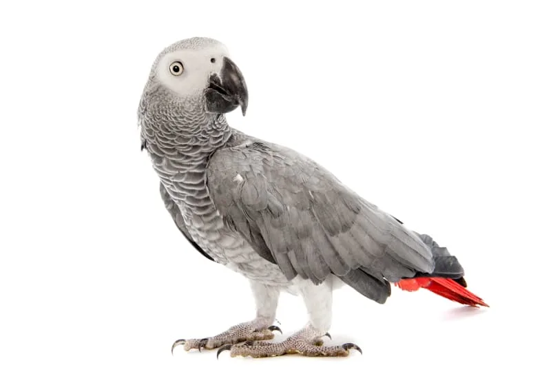 3 Exciting Exotic Birds You Could Keep as a Pet