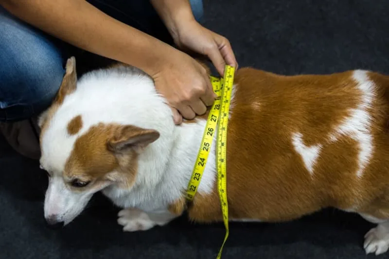 Is Your Dog Overweight? Signs, Symptoms & What to Do