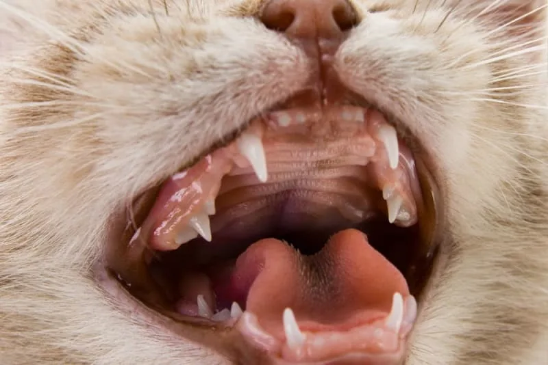 Teething In Kittens