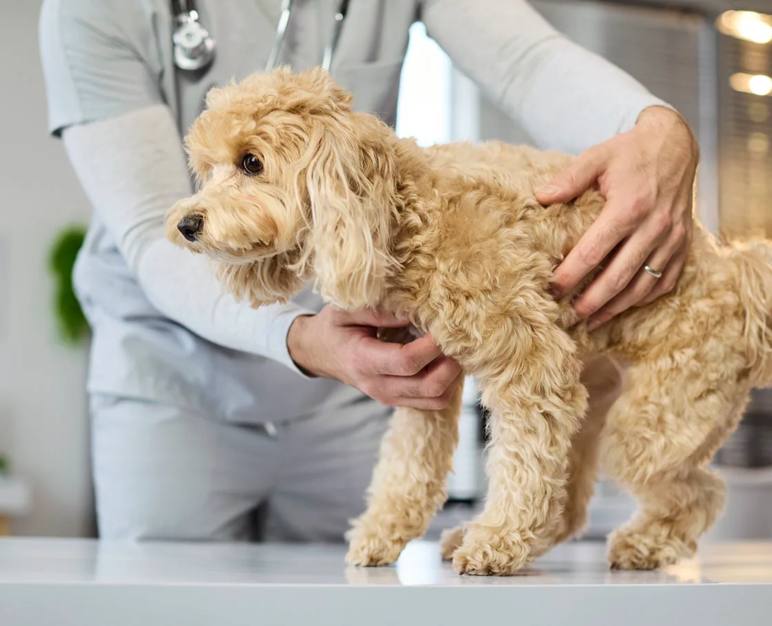 examination of cockapoo
