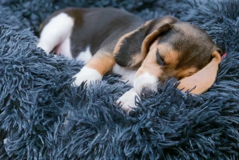 Puppy Care Guide