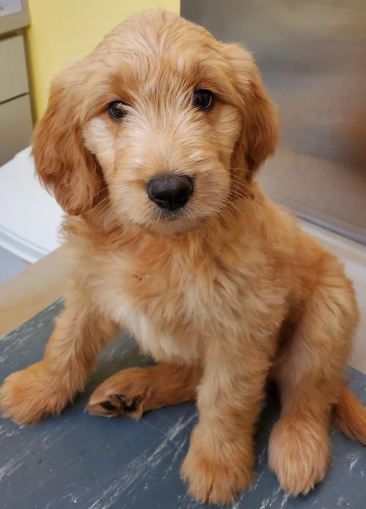 brown dog at animal clinic