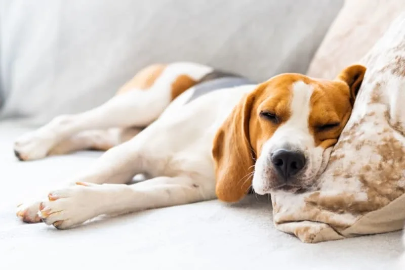 Dog Behavior Change After Vaccination