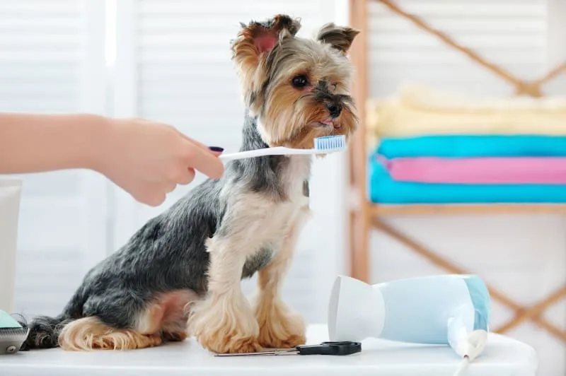 How To Brush My Dogs Teeth