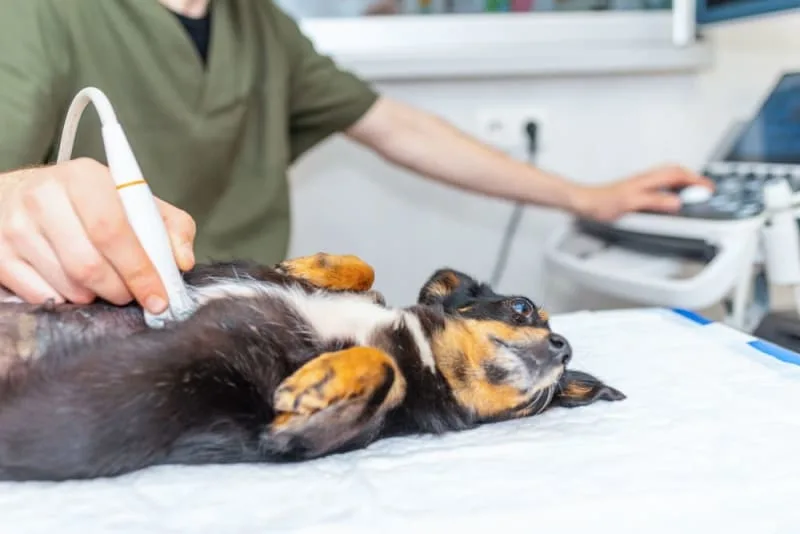 Dog Intestinal Blockage Surgery