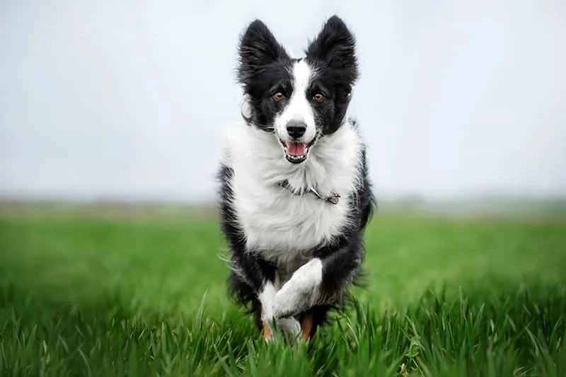 Why do dogs eat grass?