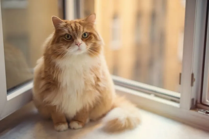 Is Your Cat Overweight? Signs & Symptoms
