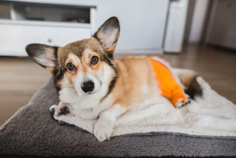 TTA Surgery for Cruciate Ligament Rupture in dogs