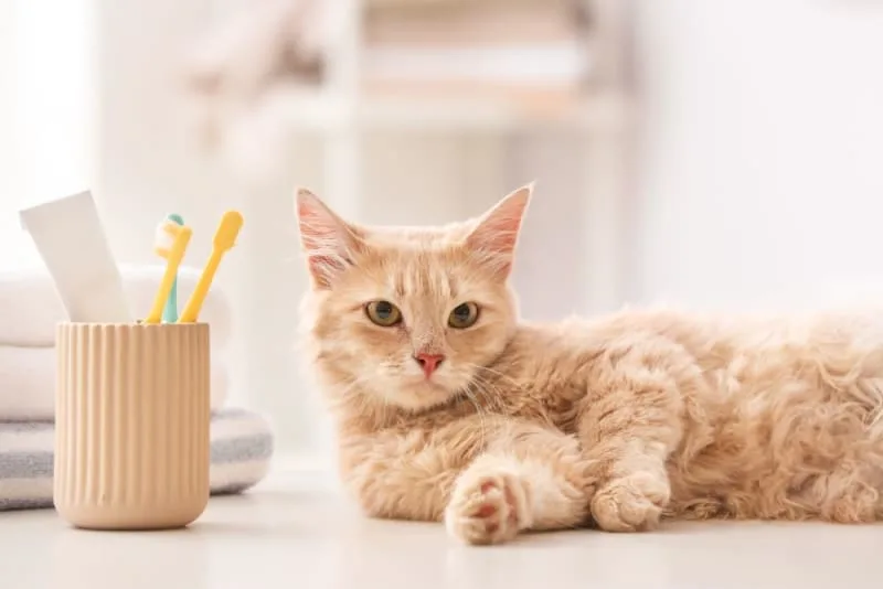 Why Does My Cat Breath Smell Bad?