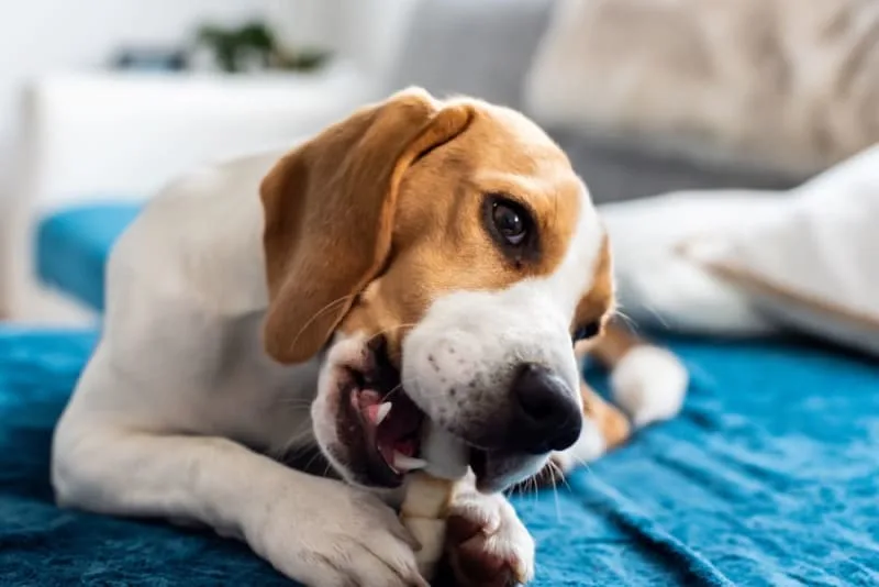 Heimlich Maneuver For Dogs: What to do if your dog is choking