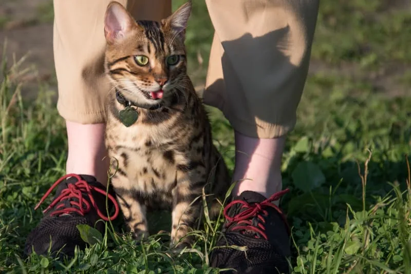 Why Is My Cat Breathing Heavy?