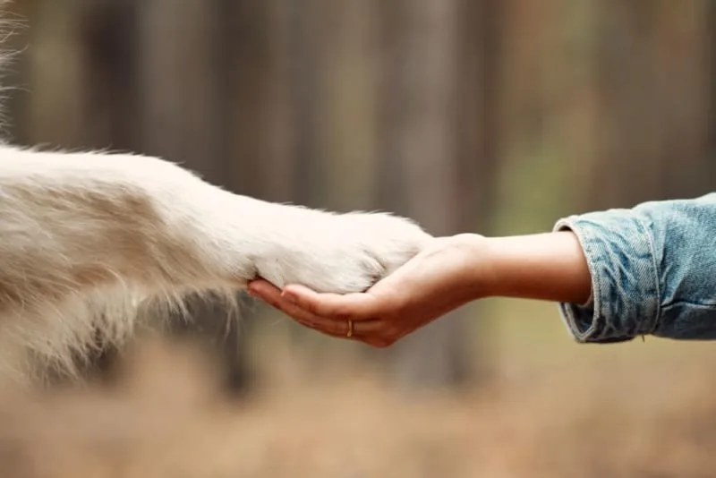 A Heartwarming Example of "Yes Culture" at Animal Care Extraordinaire