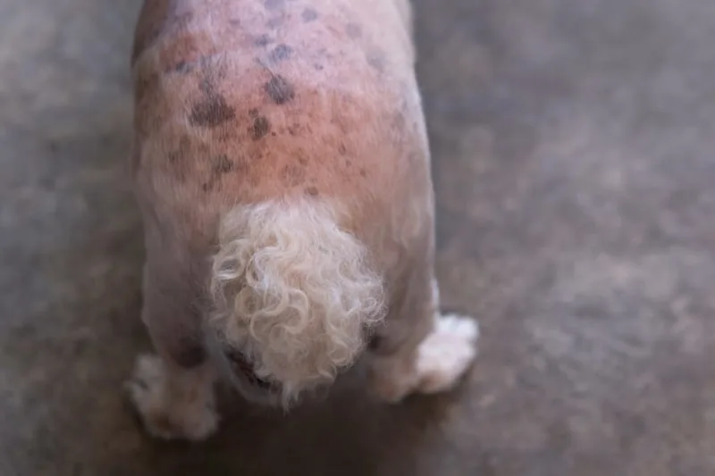 Light & Severe Skin Allergies in Dogs