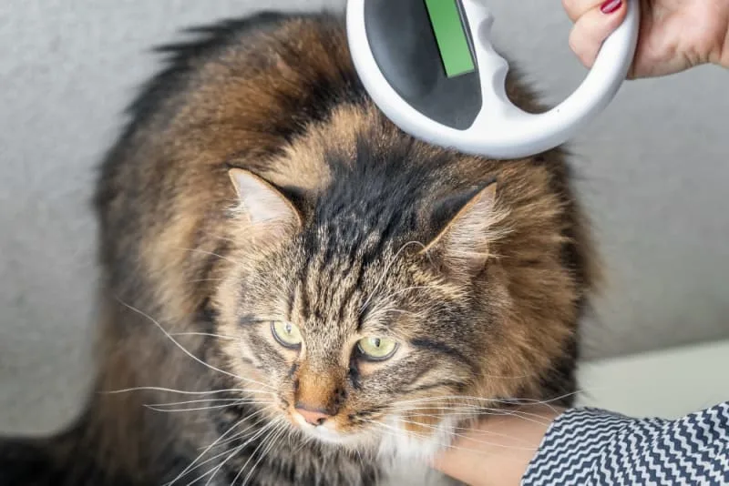 Should I Get My Cat Microchipped?