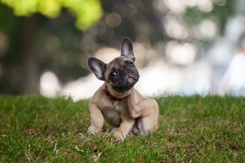 Diagnosing & Treating Skin Allergies In Dogs