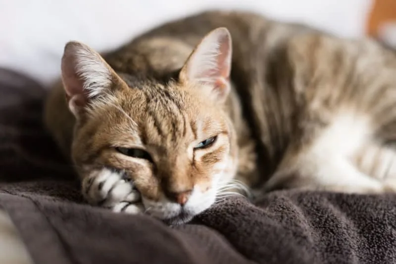 Old Cats: Caring for Senior Cats