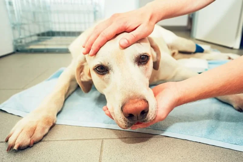 Degenerative Joint Disease in Dogs
