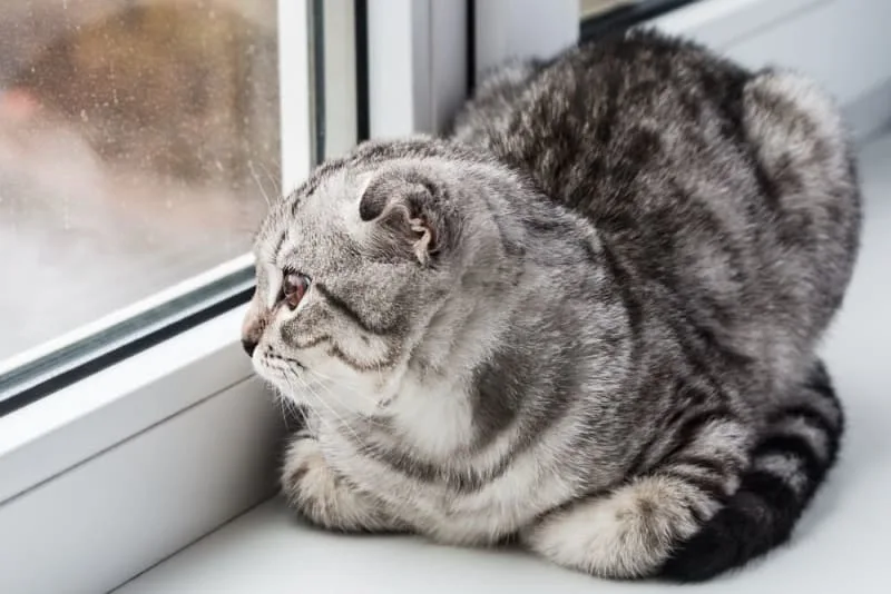 How Long Can You Leave a Cat Alone?