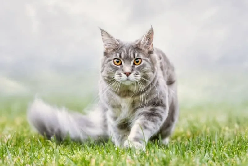 Aging Cats: When Is a Cat Considered a Senior?