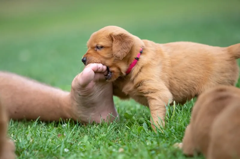 How Long Do Puppies Teeth & Other Relevant Questions