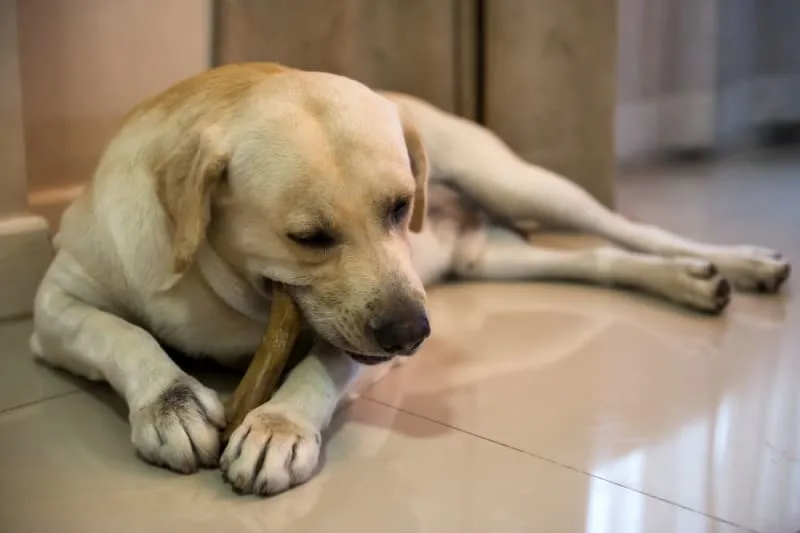 Common Dental Diseases in Dogs: Symptoms & Treatment