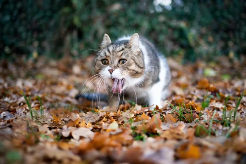 What can I do if my cat has laryngitis?