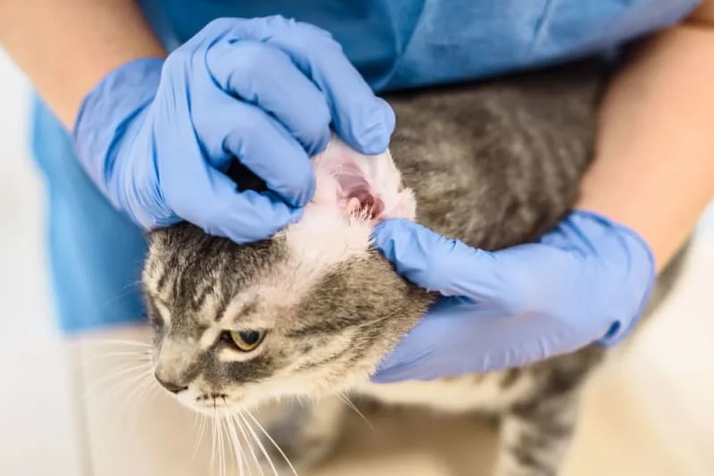 Ear Mites in Cats: Causes, Treatment & Prevention