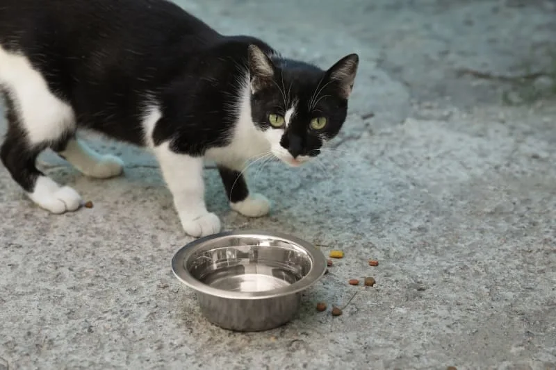 Signs of Heatstroke in Cats