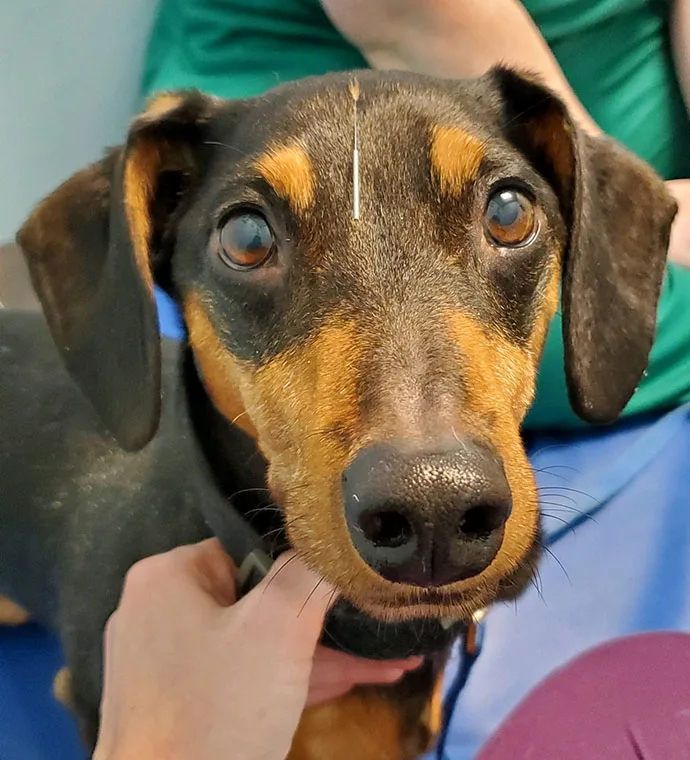 Mountain View Veterinary Hospital Vancouver Washington Rehabilitation Bruce