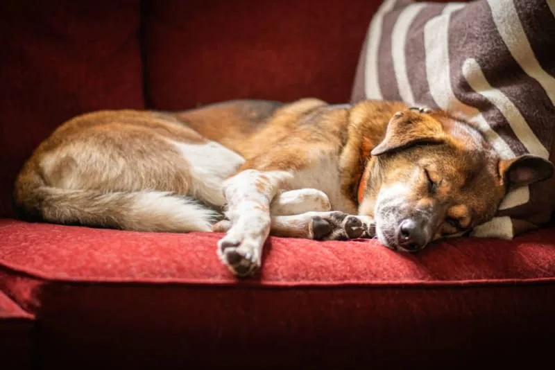 Old Dog Care: How to Make an Old Dog Happy?