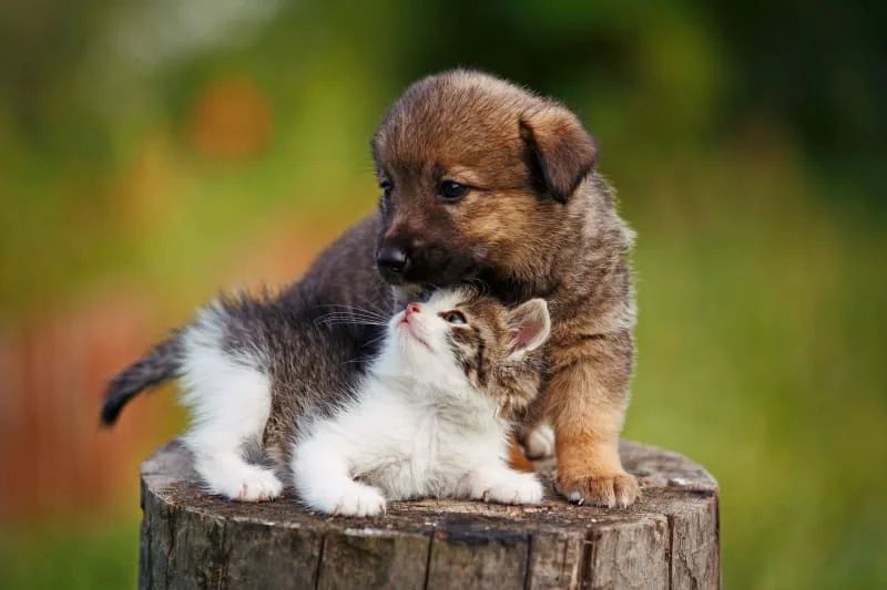 Puppy & Kitten: Are They a Good Match?