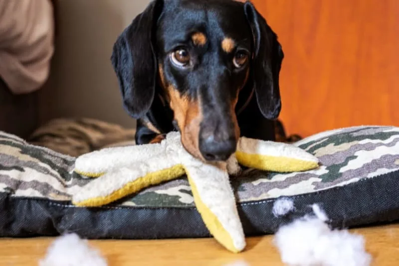 Why does my dog eat everything?