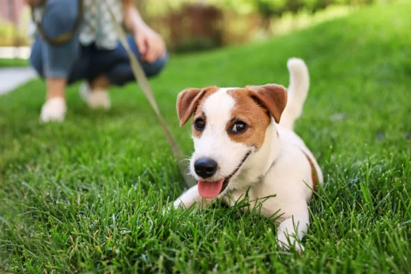 My Dog Stopped Walking & Won't Move: Possible Causes & What to Do