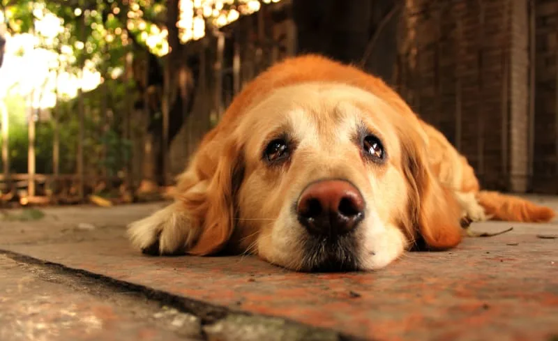 How To Tell If Your Dog Has A Fever