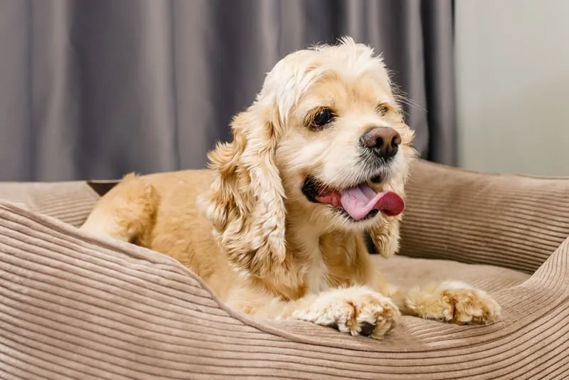 What causes bladder stones in dogs and how are they treated?