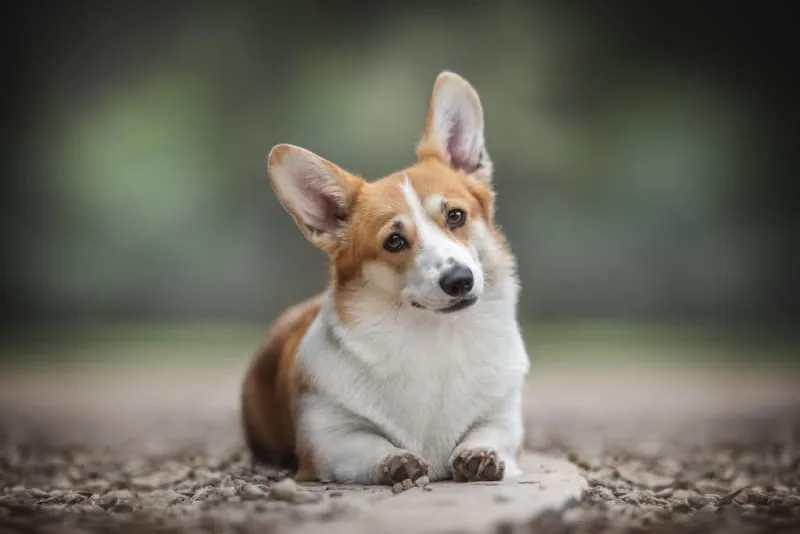 Hyperpigmentation in Dogs