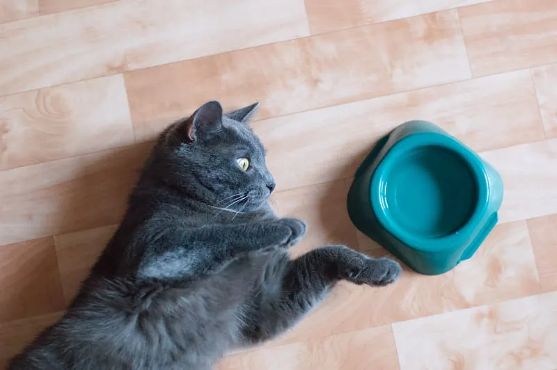 My Cat Won't Drink Water! What Should I Do?
