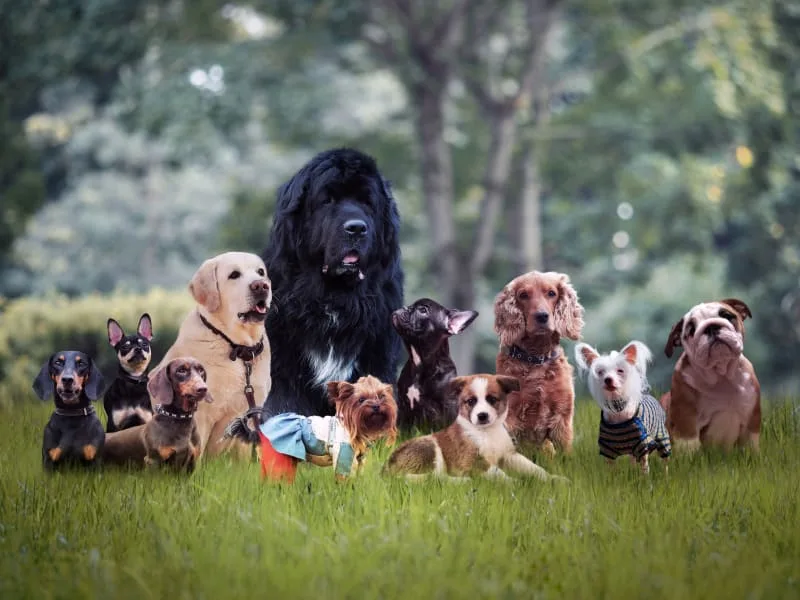 What is the difference between pet insurance and pet wellness plans?