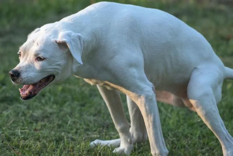 Constipation in Dogs: Causes & What to Do
